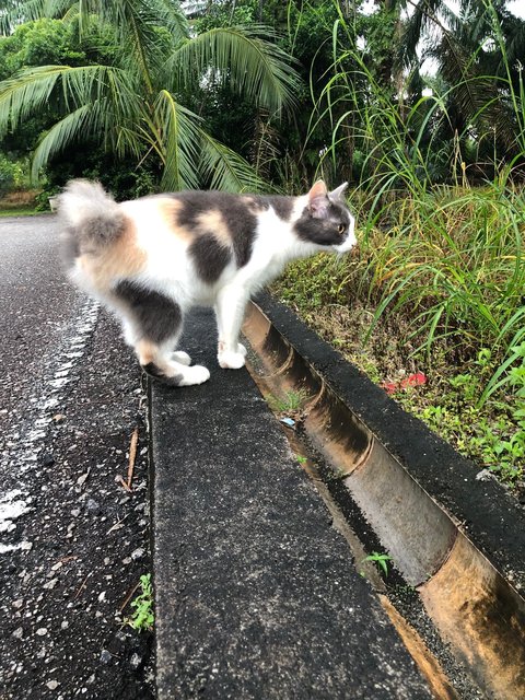 Soya (White) And Booked  Elly (Calico) - Domestic Short Hair Cat