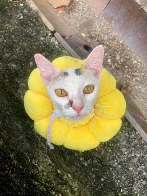 Soya (White) And Booked  Elly (Calico) - Domestic Short Hair Cat