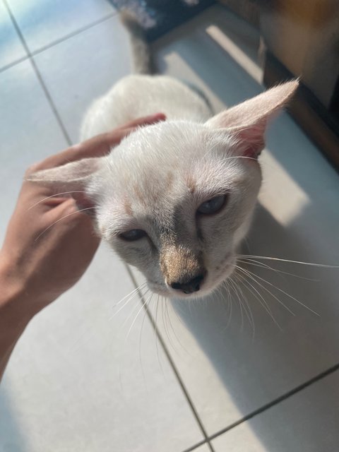 Crown - Siamese Cat