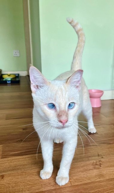 Dumpling, The Blue Eyes Cuddlebug - Domestic Short Hair + Siamese Cat