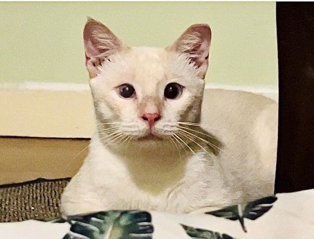 Dumpling, The Blue Eyes Cuddlebug - Domestic Short Hair + Siamese Cat