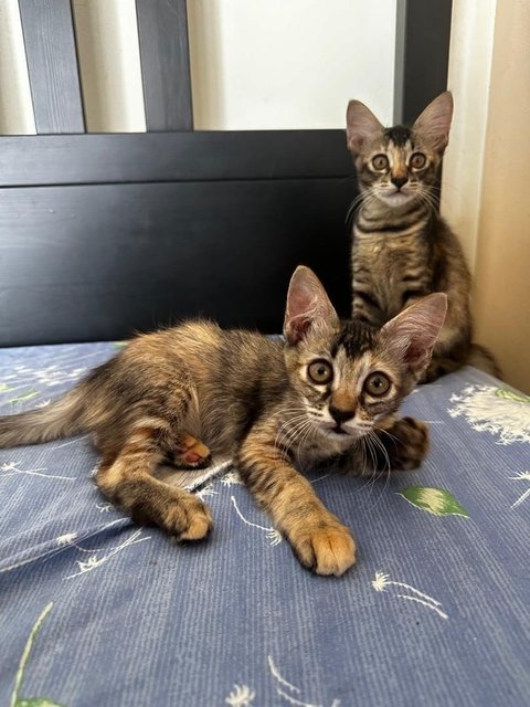 Cookie &amp; Marbles - Domestic Short Hair Cat