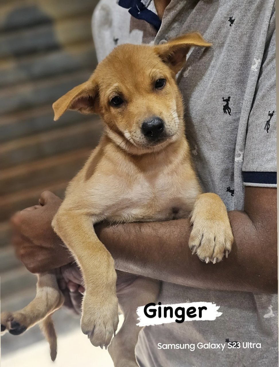 Ginger  - Mixed Breed Dog