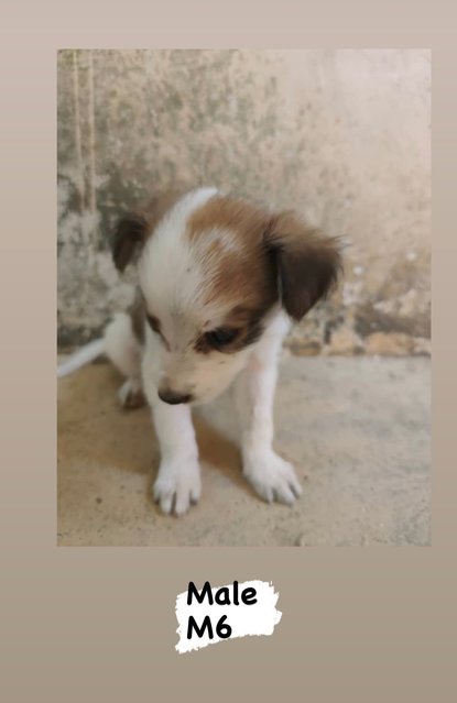 PF135567 - Mixed Breed Dog