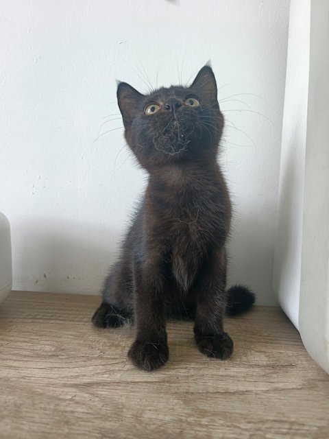 Dodo - British Shorthair Cat