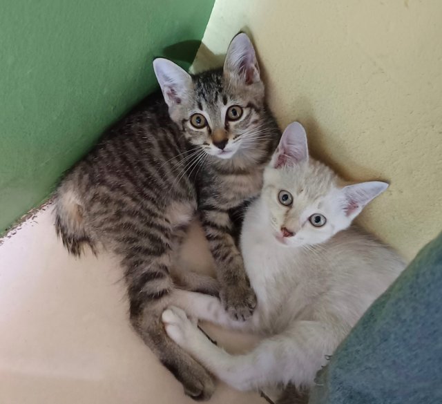 Star &amp; Mustard - Domestic Short Hair + Domestic Medium Hair Cat