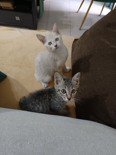 Star &amp; Mustard - Domestic Short Hair + Domestic Medium Hair Cat