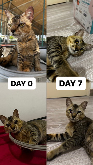 Kenzo - Domestic Short Hair + Tabby Cat