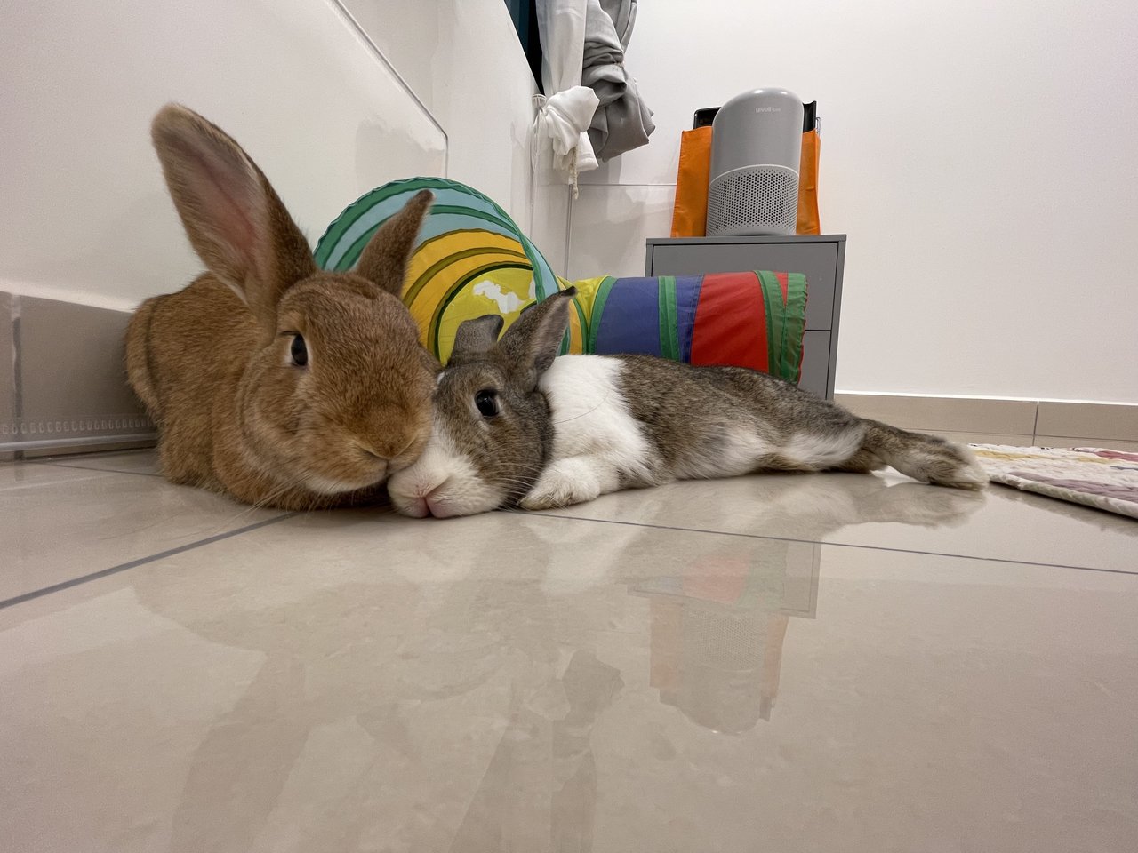 Hugo And Peaches - Bunny Rabbit Rabbit