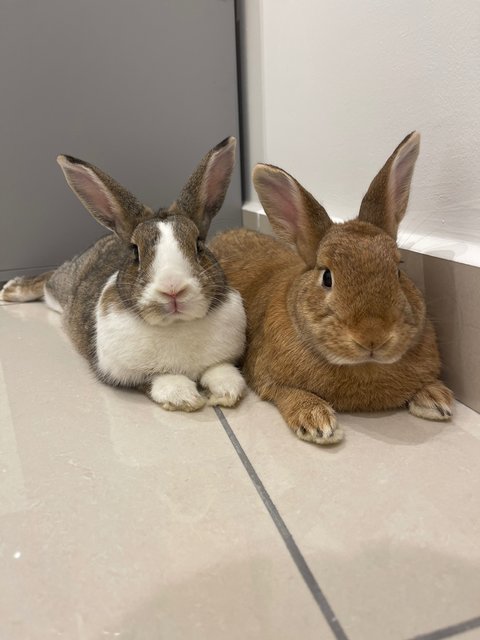 Hugo And Peaches - Bunny Rabbit Rabbit