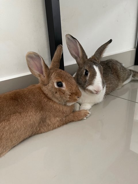 Hugo And Peaches - Bunny Rabbit Rabbit