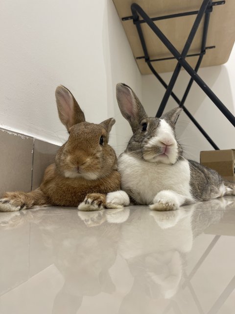 Hugo And Peaches - Bunny Rabbit Rabbit