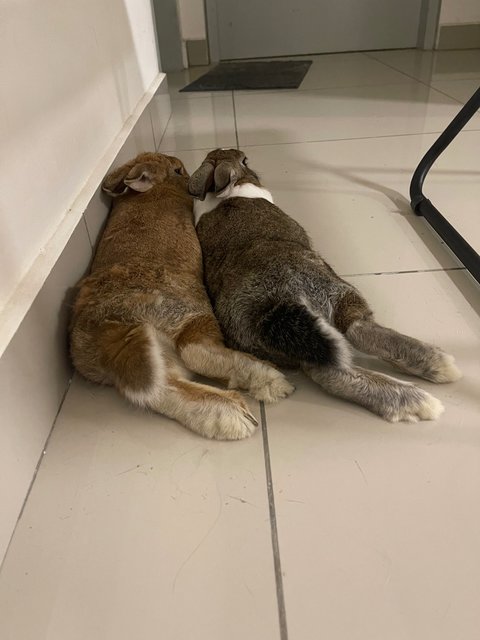 Hugo And Peaches - Bunny Rabbit Rabbit