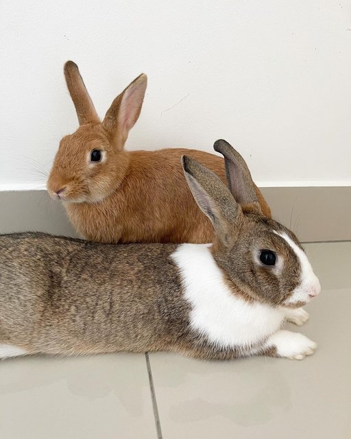 Hugo And Peaches - Bunny Rabbit Rabbit