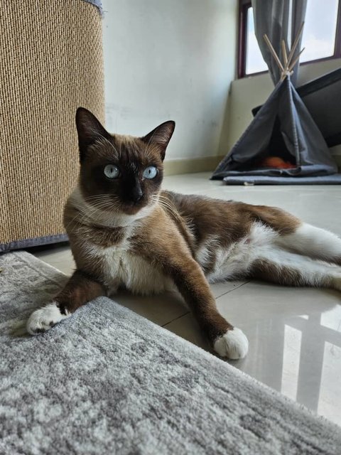 Shino (Felv Positive) - Siamese + Snowshoe Cat