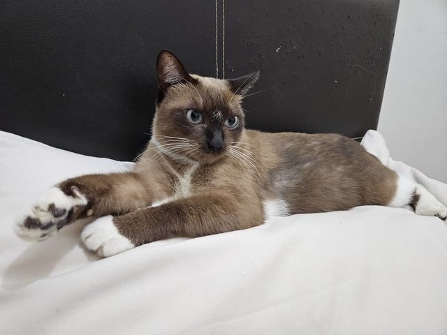 Shino (Felv Positive) - Siamese + Snowshoe Cat