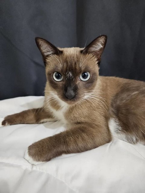 Shino (Felv Positive) - Siamese + Snowshoe Cat