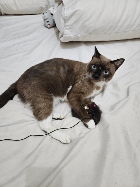 Shino (Felv Positive) - Siamese + Snowshoe Cat