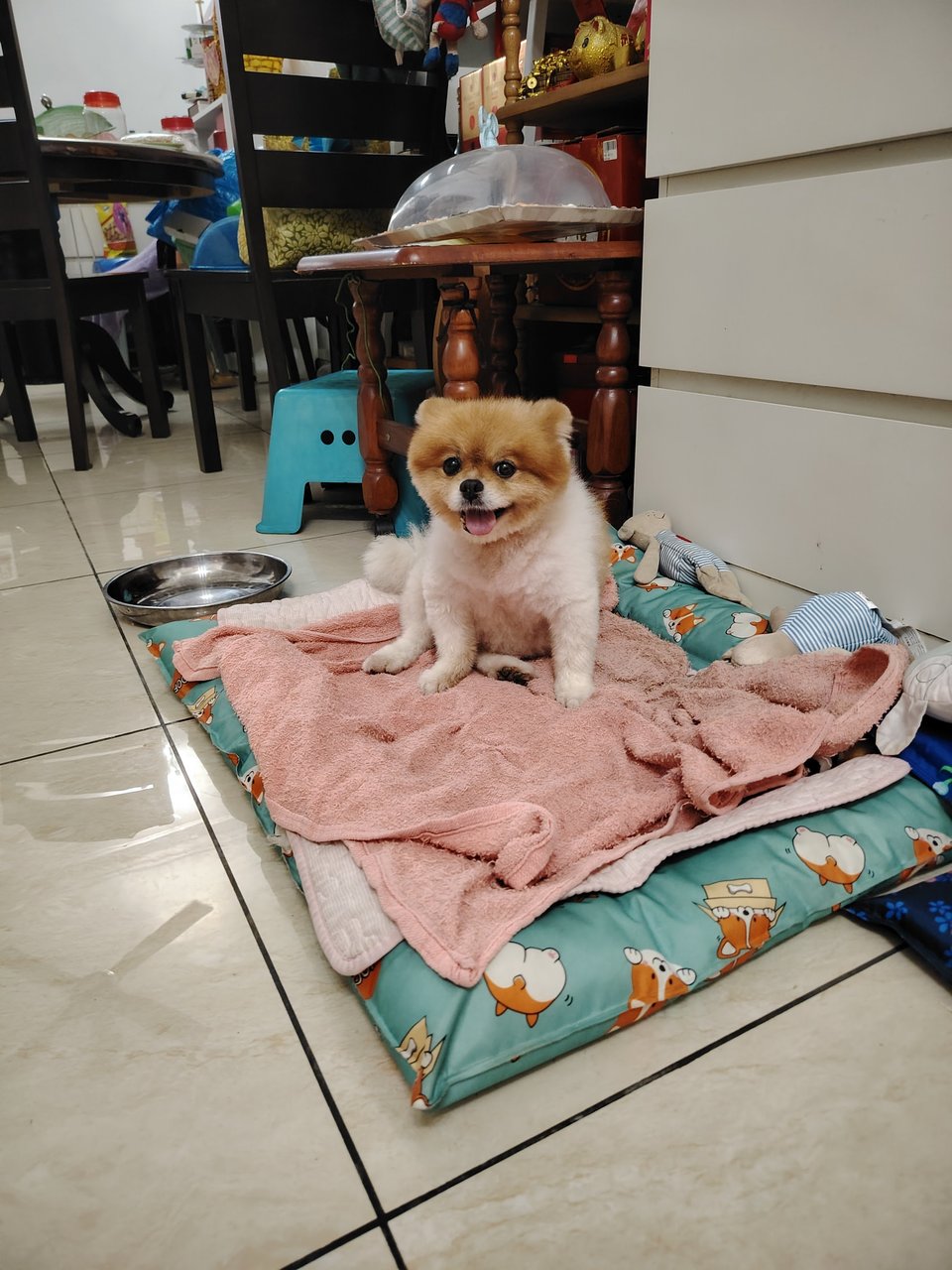 Pomeranian Miko - Pomeranian Dog