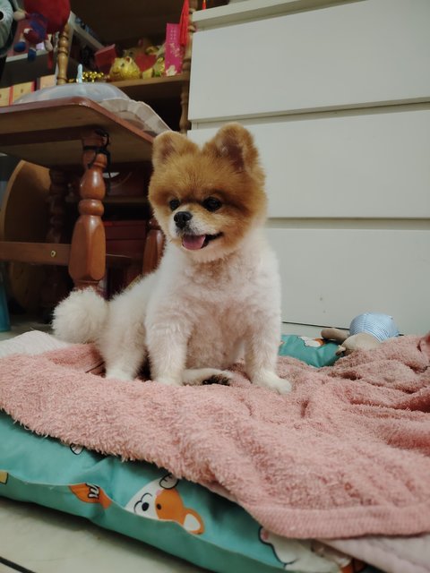 Pomeranian Miko - Pomeranian Dog