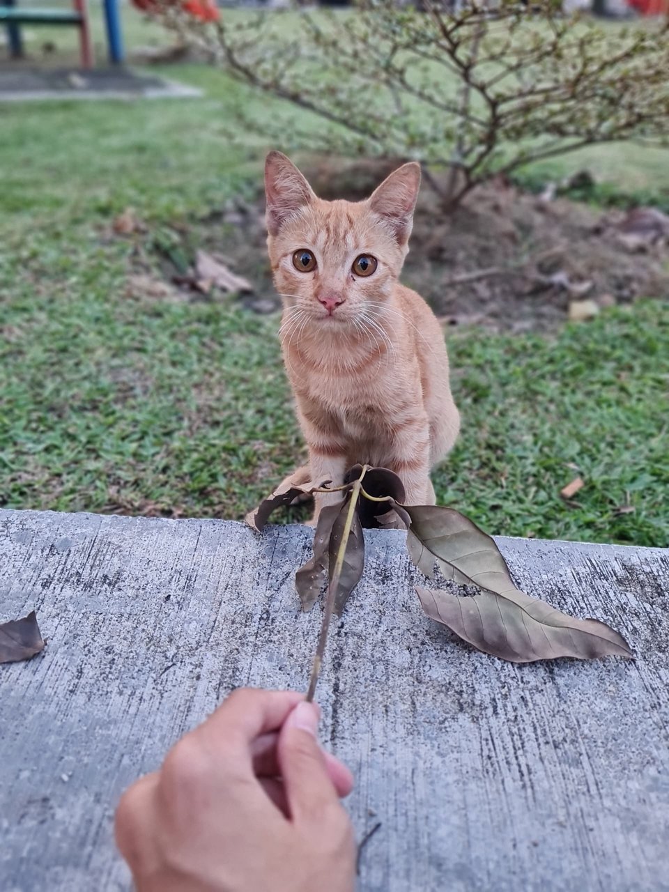 Leafy - Domestic Short Hair Cat