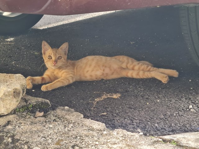 Leafy - Domestic Short Hair Cat