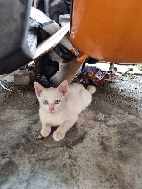 Kars - Domestic Short Hair Cat