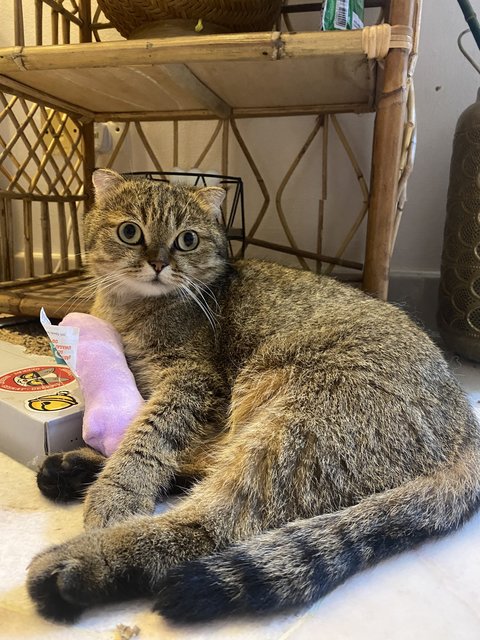 Dexter - Scottish Fold + Domestic Short Hair Cat