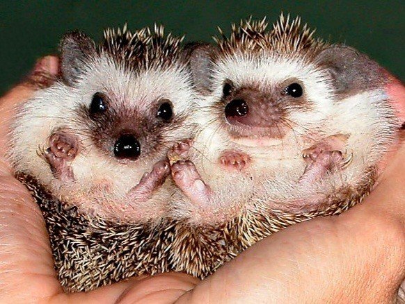 Spike 🦔 &amp; Quill 🦔 - Hedgehog Small & Furry