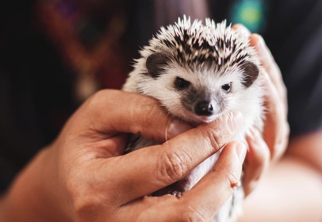 Spike 🦔 &amp; Quill 🦔 - Hedgehog Small & Furry