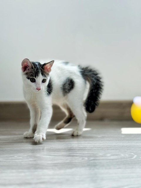 Digeridoo (Digi) - Domestic Short Hair Cat