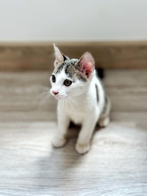 Digeridoo (Digi) - Domestic Short Hair Cat