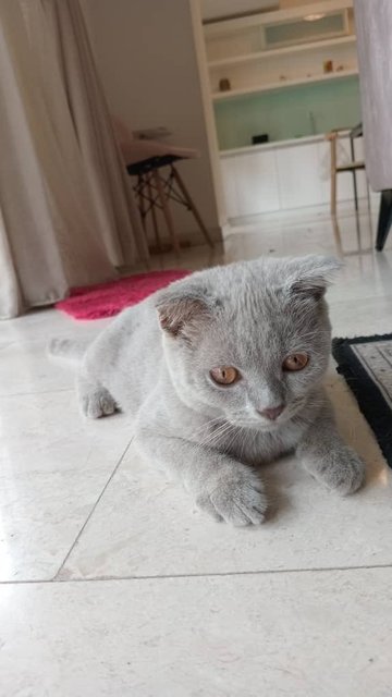 Leo - Scottish Fold Cat