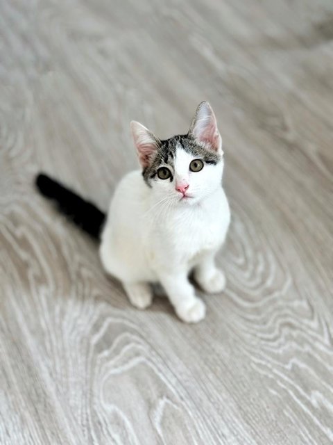 Boomerang (Boomer) - Domestic Short Hair Cat