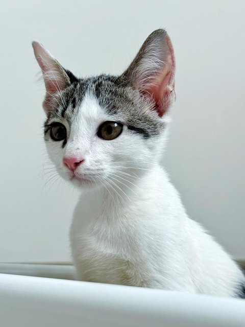 Boomerang (Boomer) - Domestic Short Hair Cat