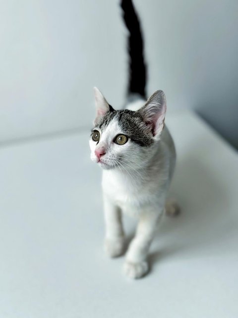 Boomerang (Boomer) - Domestic Short Hair Cat