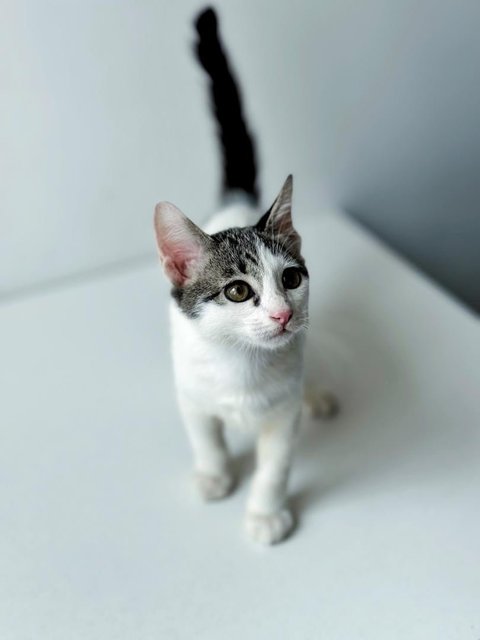 Boomerang (Boomer) - Domestic Short Hair Cat