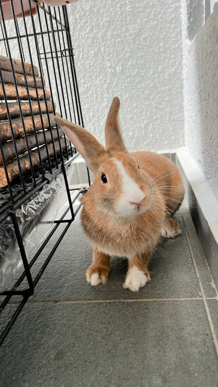 Kaori And Eco - Mini Rex Rabbit