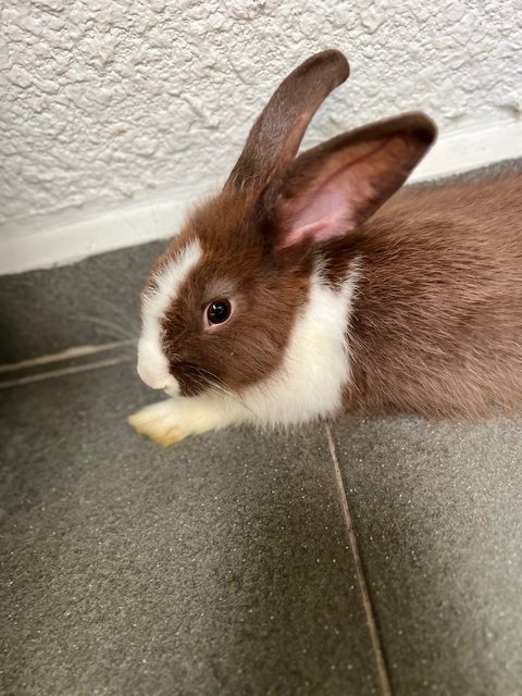 Kaori And Eco - Mini Rex Rabbit