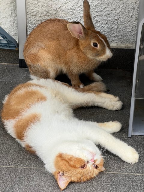 Kaori And Eco - Mini Rex Rabbit