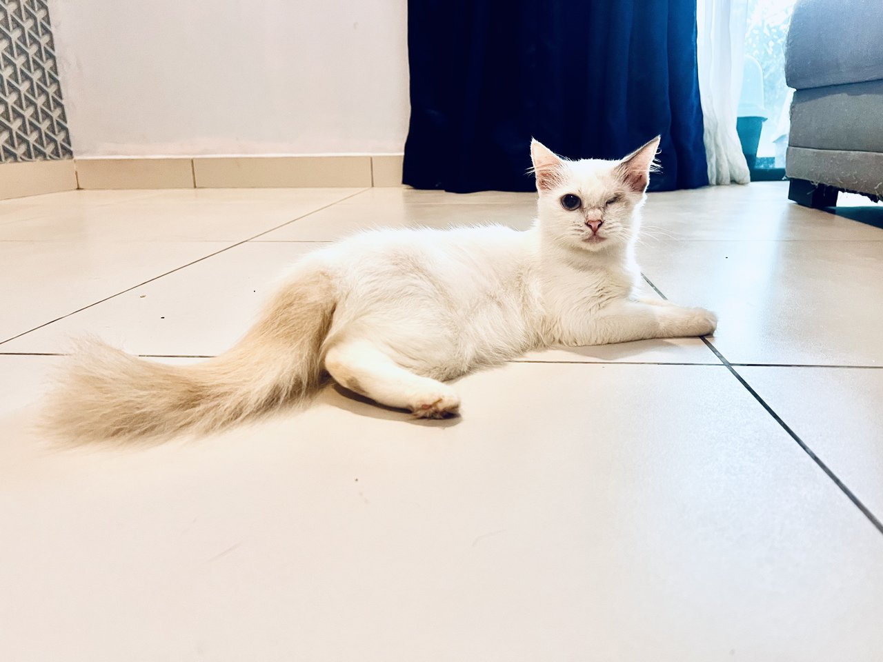 Marie - Domestic Long Hair Cat