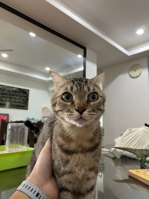 Ruwa(M/neutered) &amp; Suki(F/neutered) - Bengal + Scottish Fold Cat