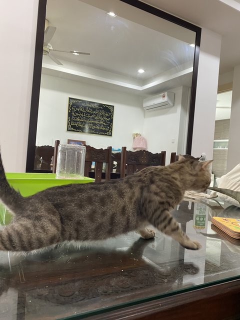 Ruwa(M/neutered) &amp; Suki(F/neutered) - Bengal + Scottish Fold Cat