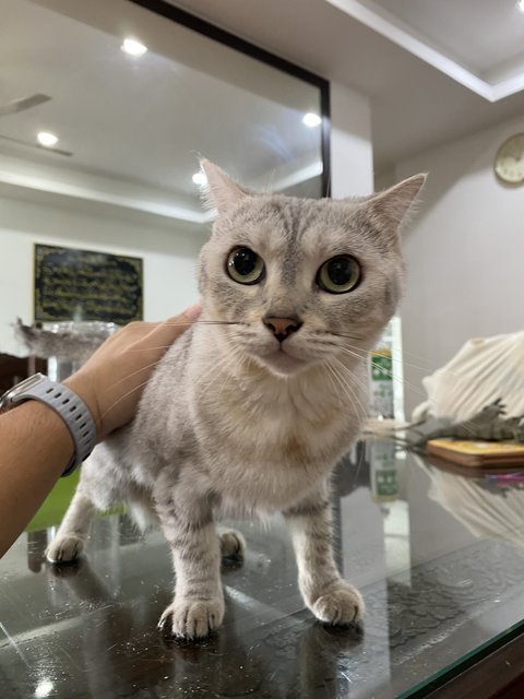 Ruwa(M/neutered) &amp; Suki(F/neutered) - Bengal + Scottish Fold Cat