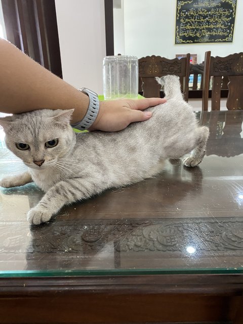 Ruwa(M/neutered) &amp; Suki(F/neutered) - Bengal + Scottish Fold Cat