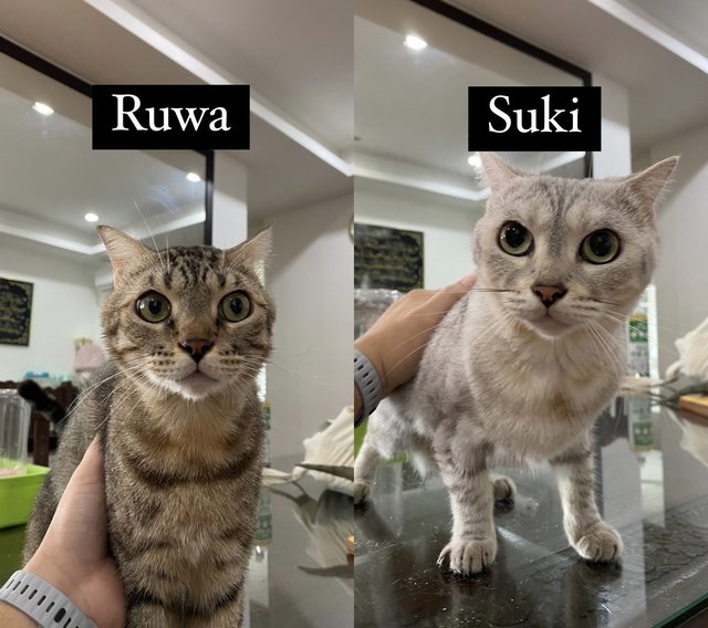 Ruwa(M/neutered) &amp; Suki(F/neutered) - Bengal + Scottish Fold Cat