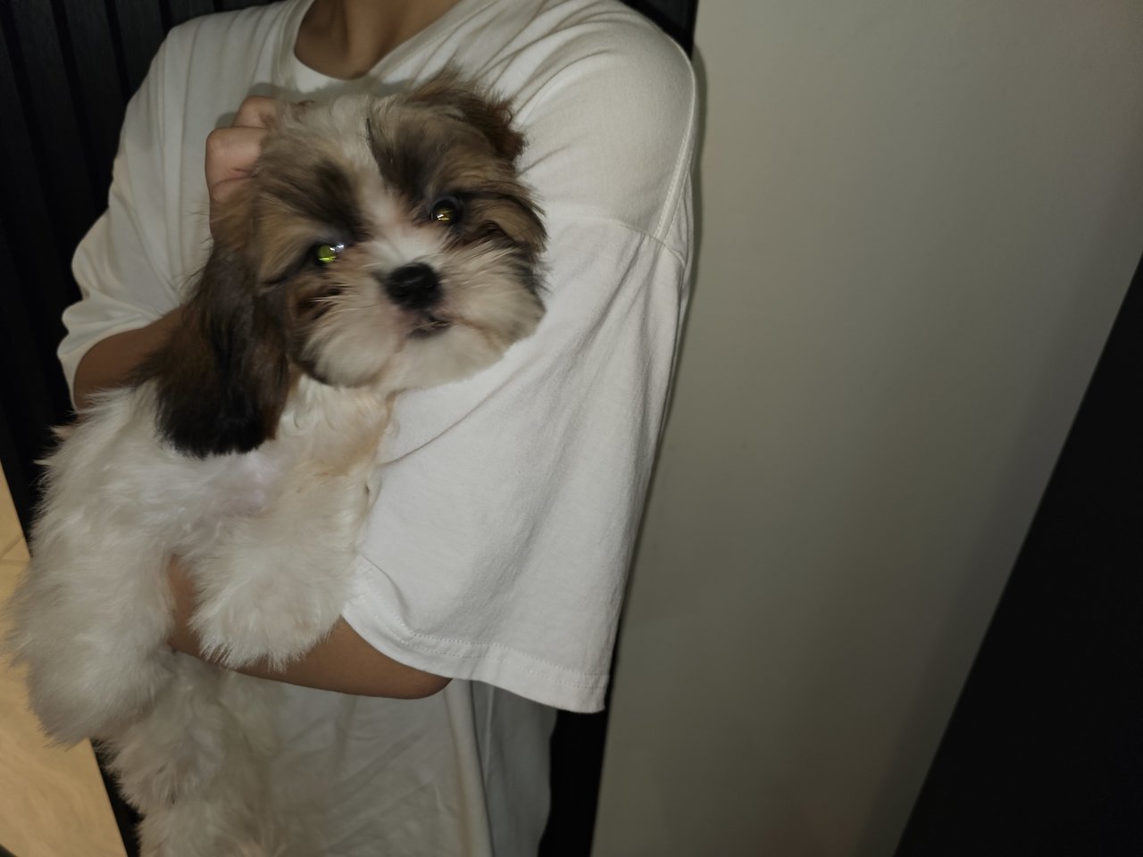 PF135731 - Shih Tzu Dog