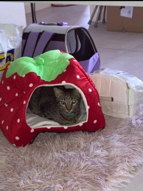 Cuddly Bunny Green Eyes - Tabby + Domestic Short Hair Cat