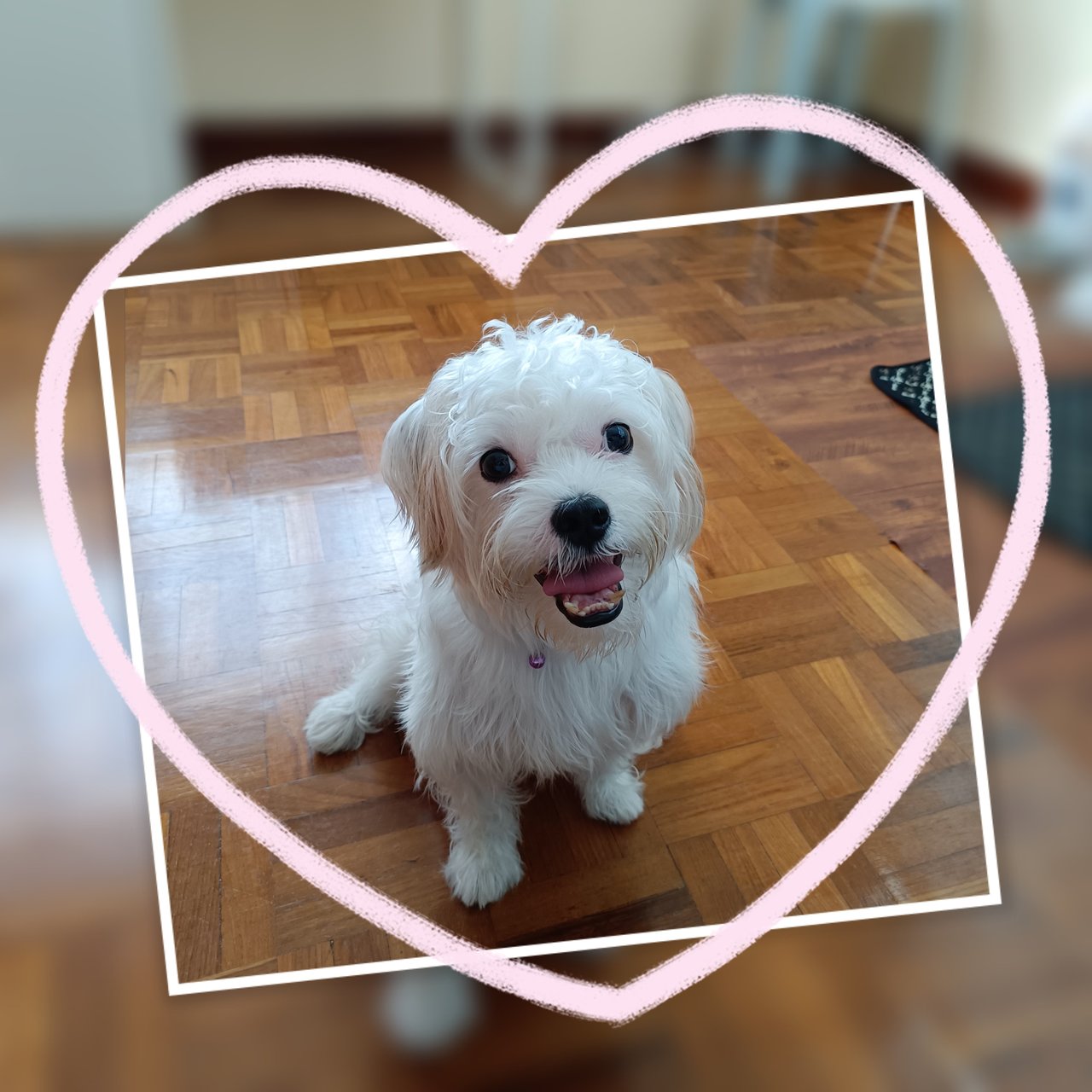 Wawa - Maltese + Shih Tzu Dog