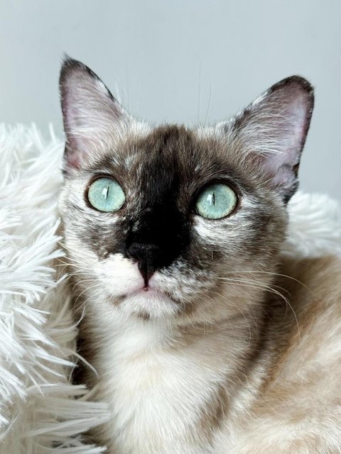 Misty - Siamese Cat